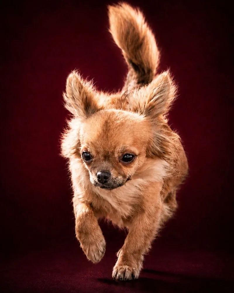 Gemma, chihuahua a pelo lungo di Villa Chihuahua