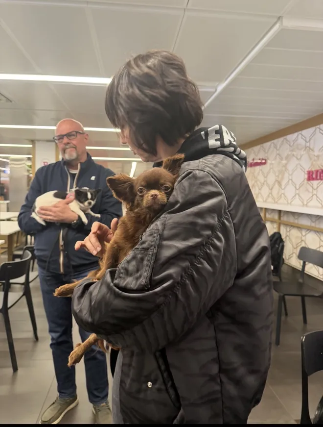 La consegna di un cucciolo di chihuahua cioccolato a pelo lungo, tenuto stretto sulla spalla