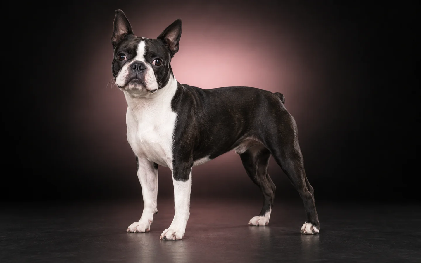 Boston Terrier nero e bianco ritratto a figura intera su fondo nero con luce rosa