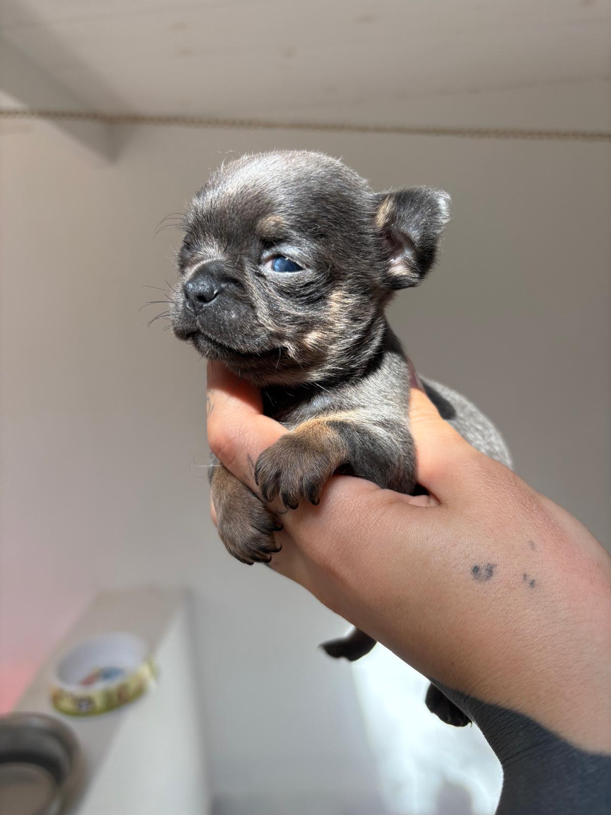 Quanto costa un Chihuahua? Tutto quello che c’è da sapere prima di accogliere un cucciolo nella tua vita