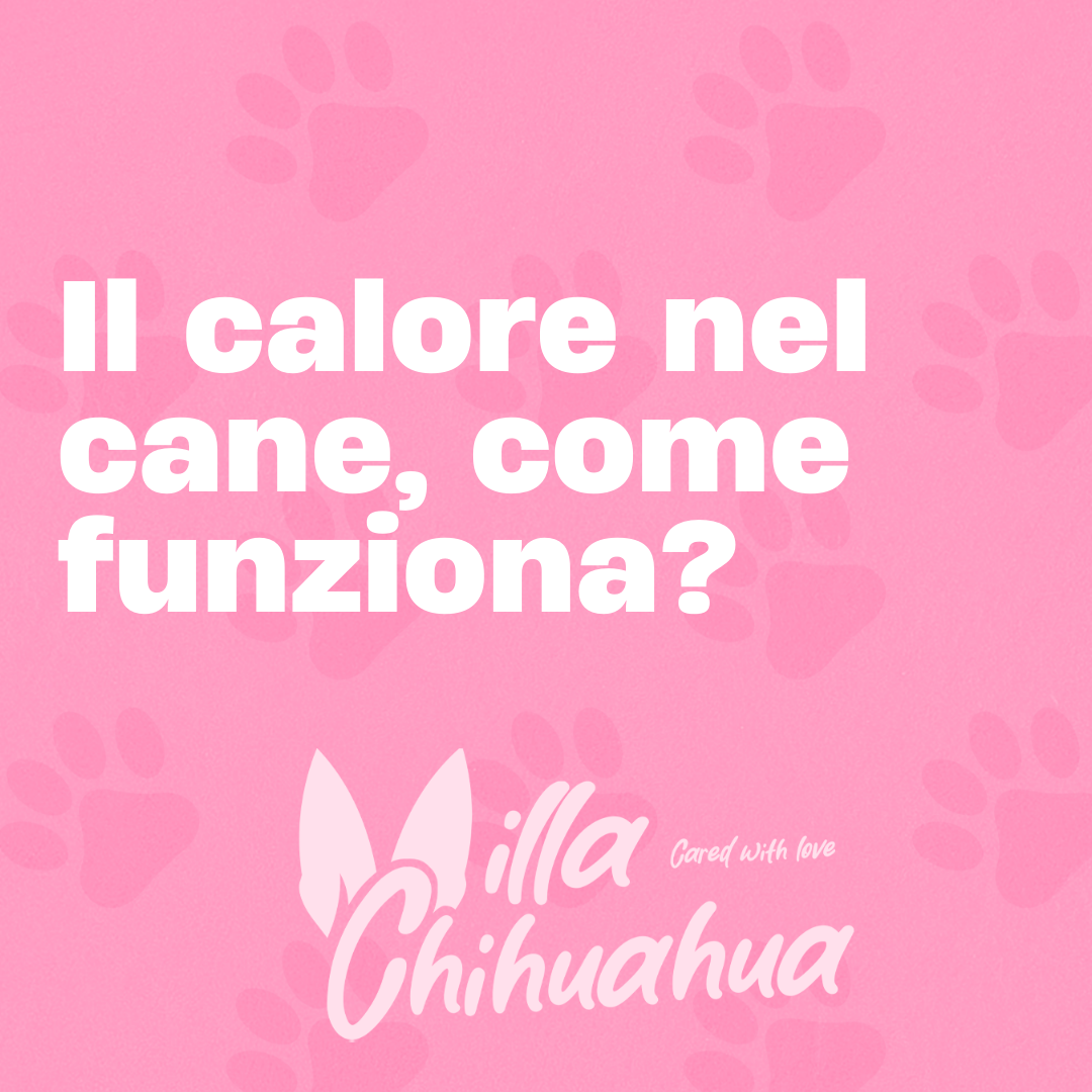 Quanto dura e come funziona il calore nel cane.