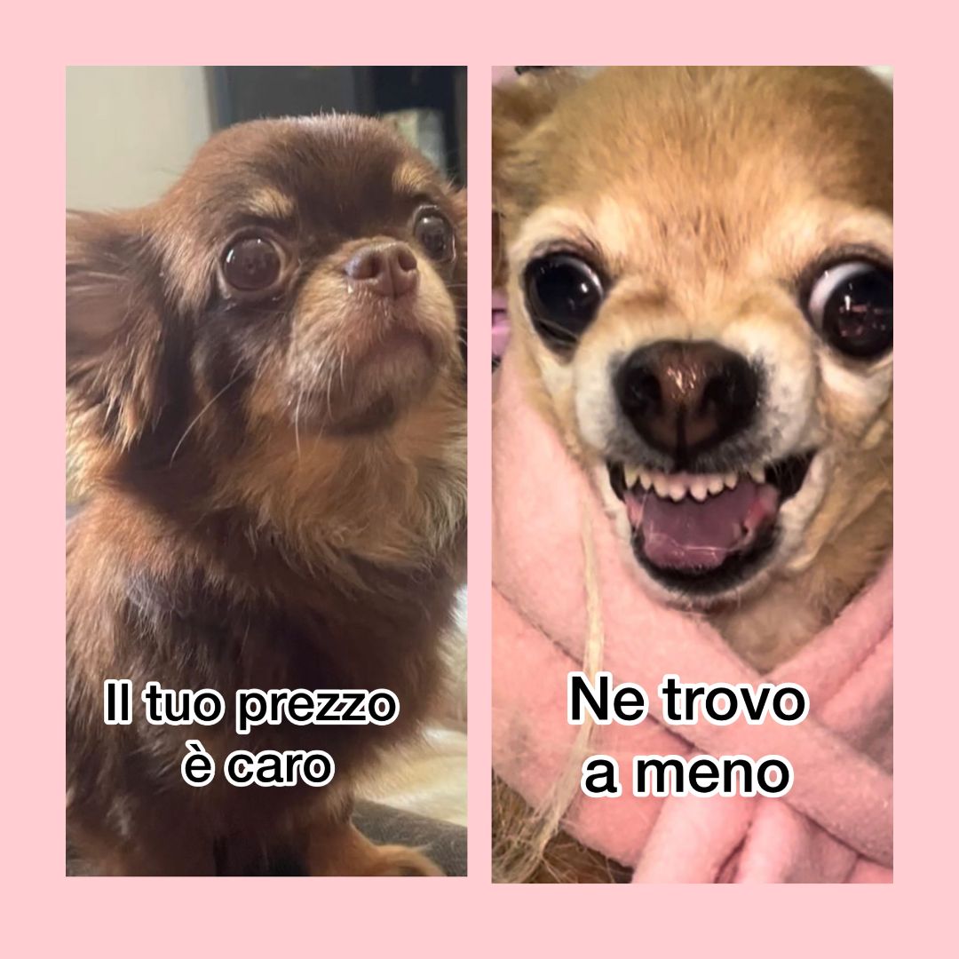 Chihuahua a 400 euro