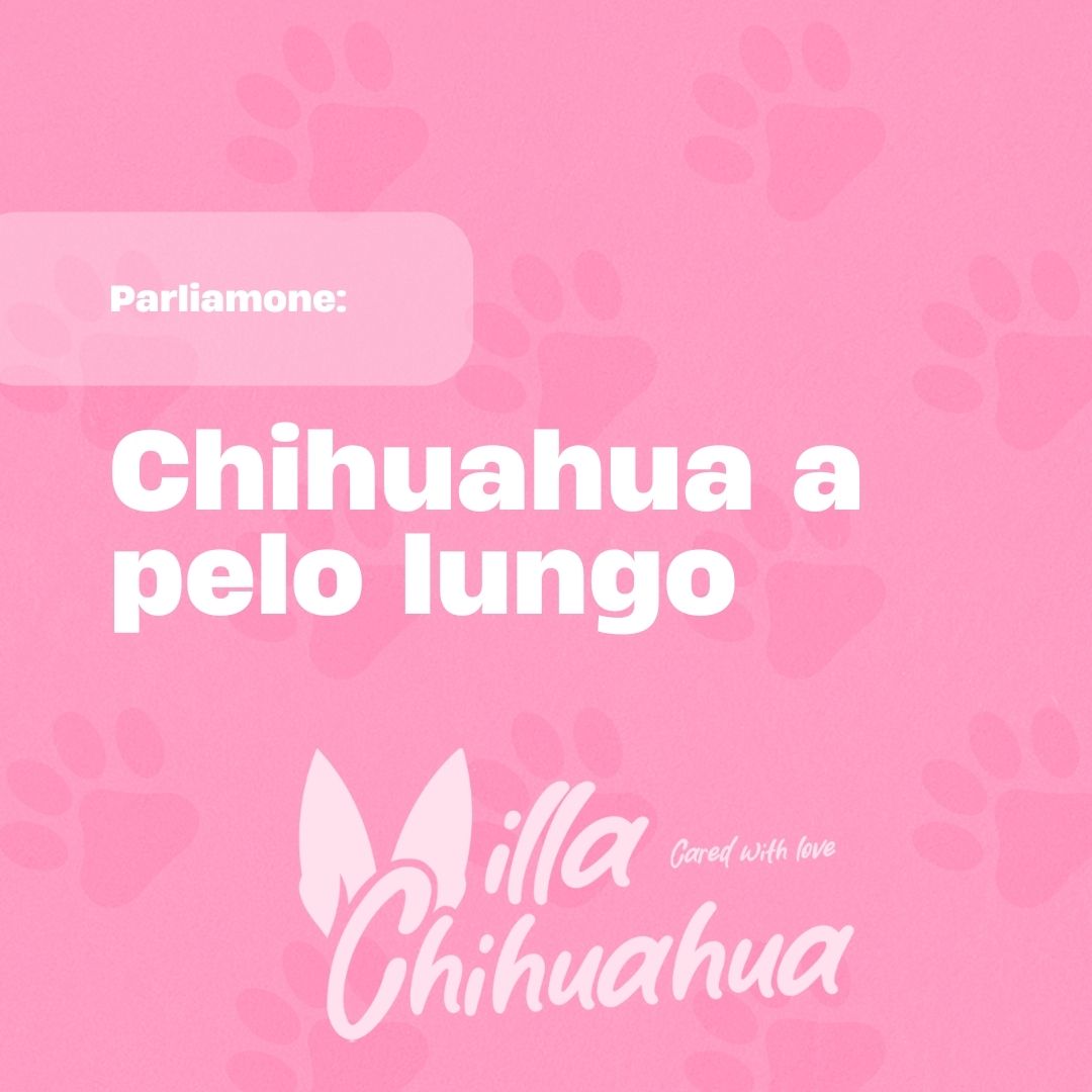 Alla Scoperta del Chihuahua a Pelo Lungo: Un Compagno Affettuoso Spesso Sottovalutato