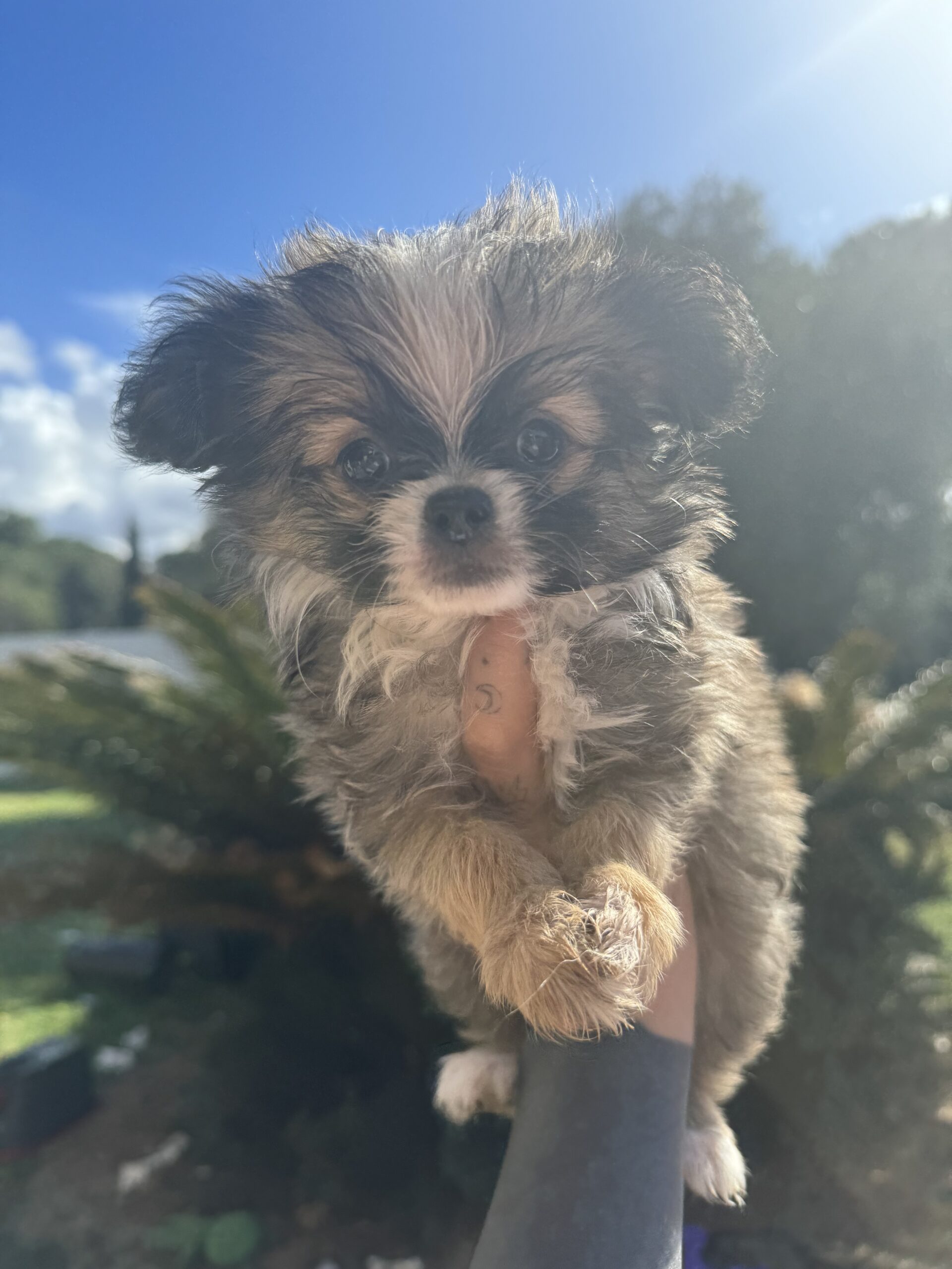 Perchè scegliere un allevamento di chihuahua?