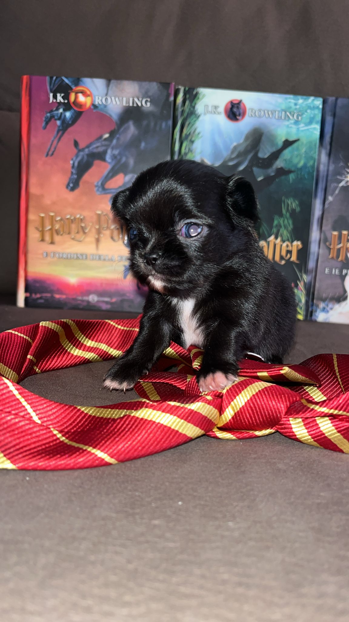 chihuahua nero
