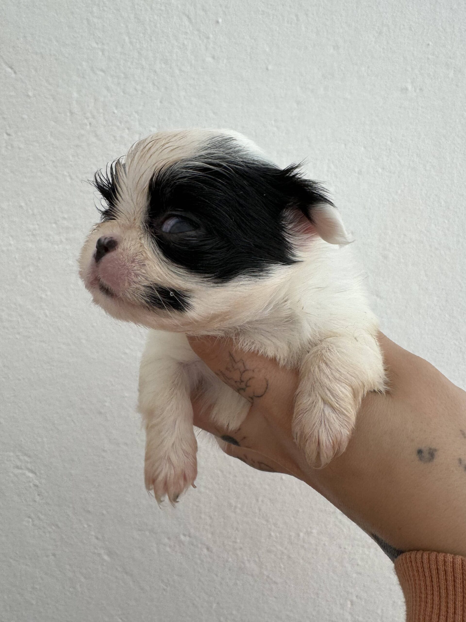 Qual è il miglior allevamento di chihuahua in Sardegna?