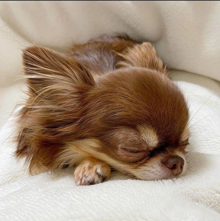 Chihuahua Vibes: 5 cose importanti da sapere per il Tuo Nuovo Cucciolo!