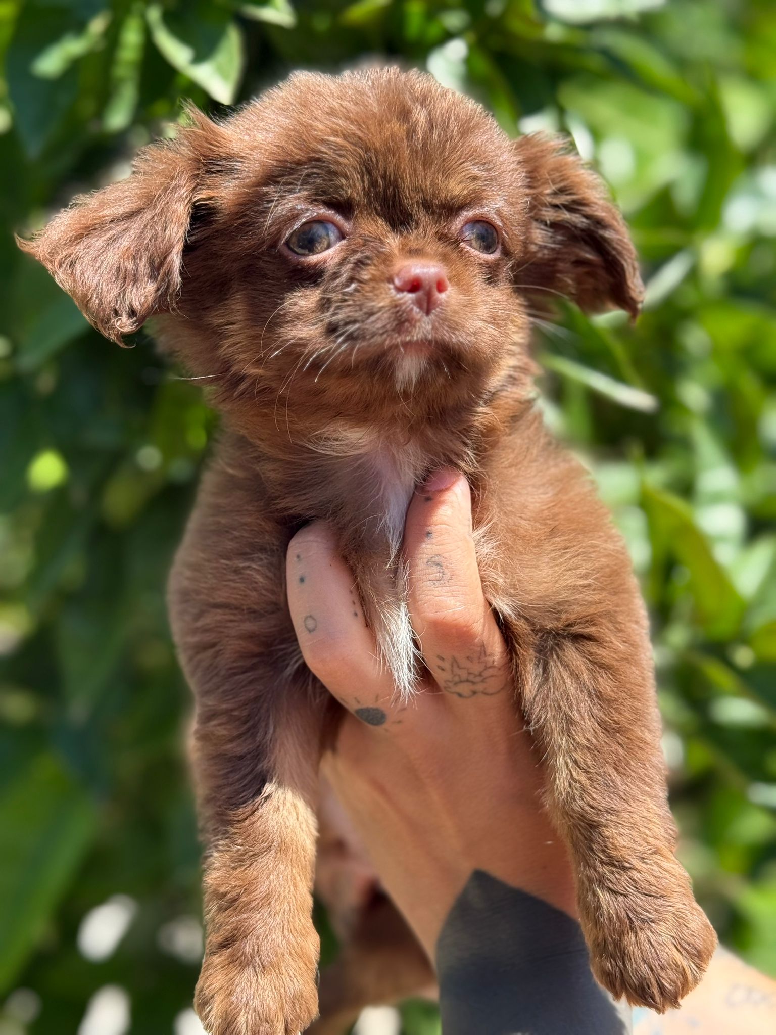 Estate con il Chihuahua: come proteggerlo dal caldo