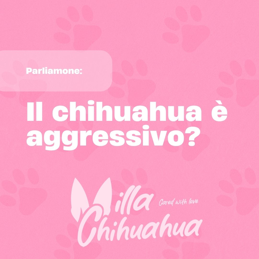 Il chihuahua è aggressivo?