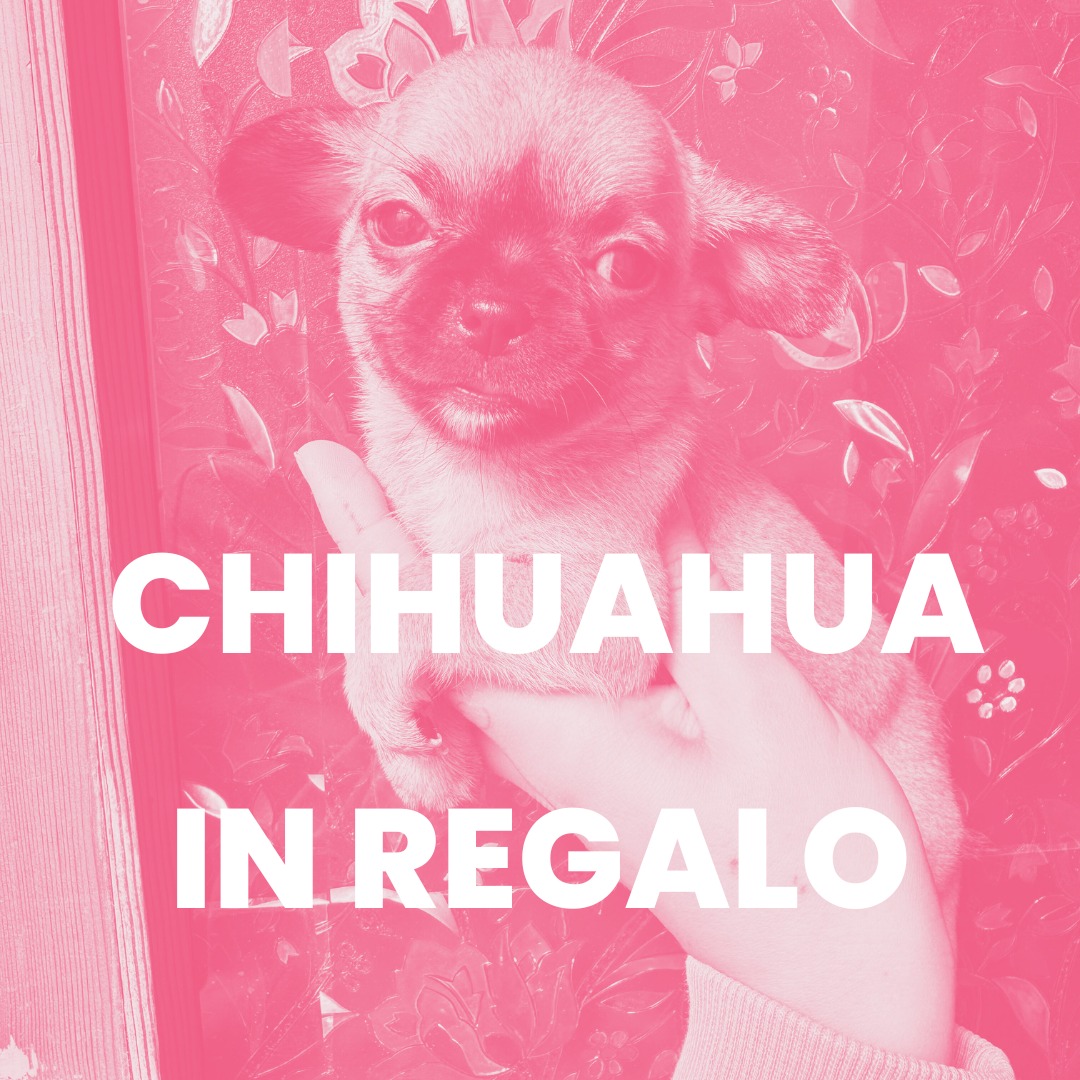 CHIHUAHUA IN REGALO
