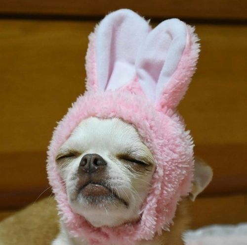 Chihuahua: Il Must-Have Furry da Allevamento, non da Copia e Incolla!