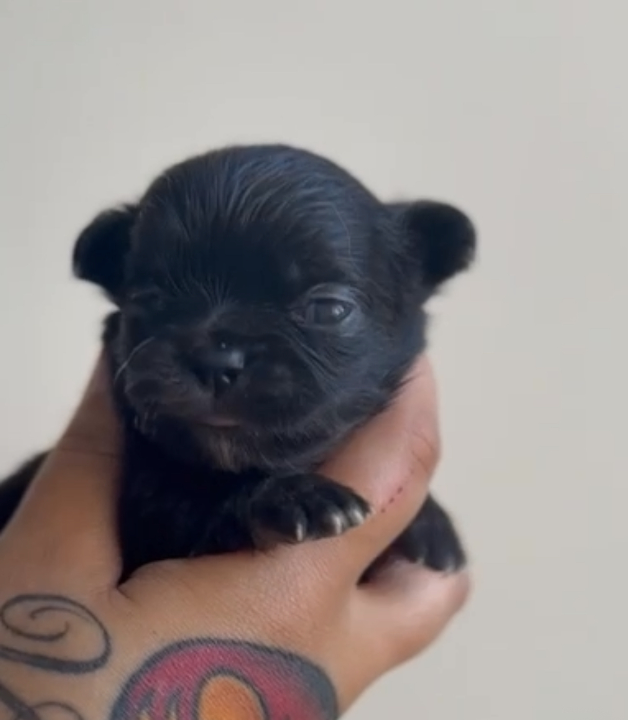 Cerchi un Chihuahua in Italia: 5 cose che devi sapere prima di acquistare un cucciolo