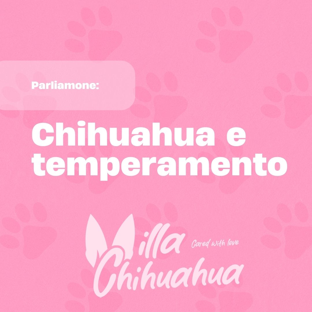 Qual è il vero temperamento del chihuahua?