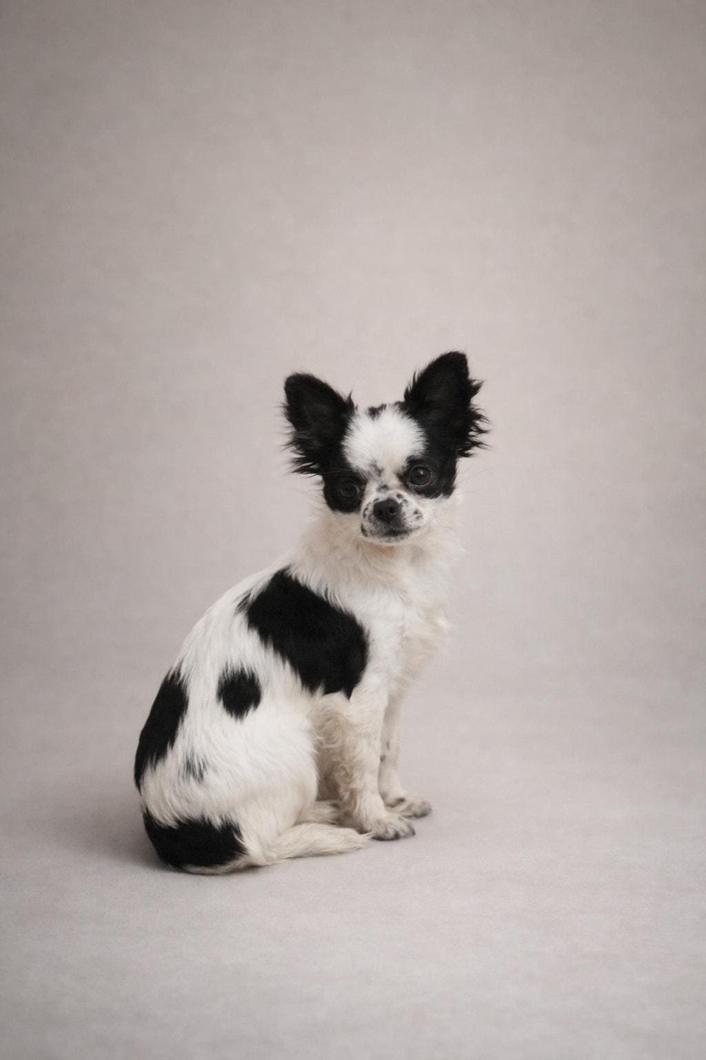 villa chihuahua ginger