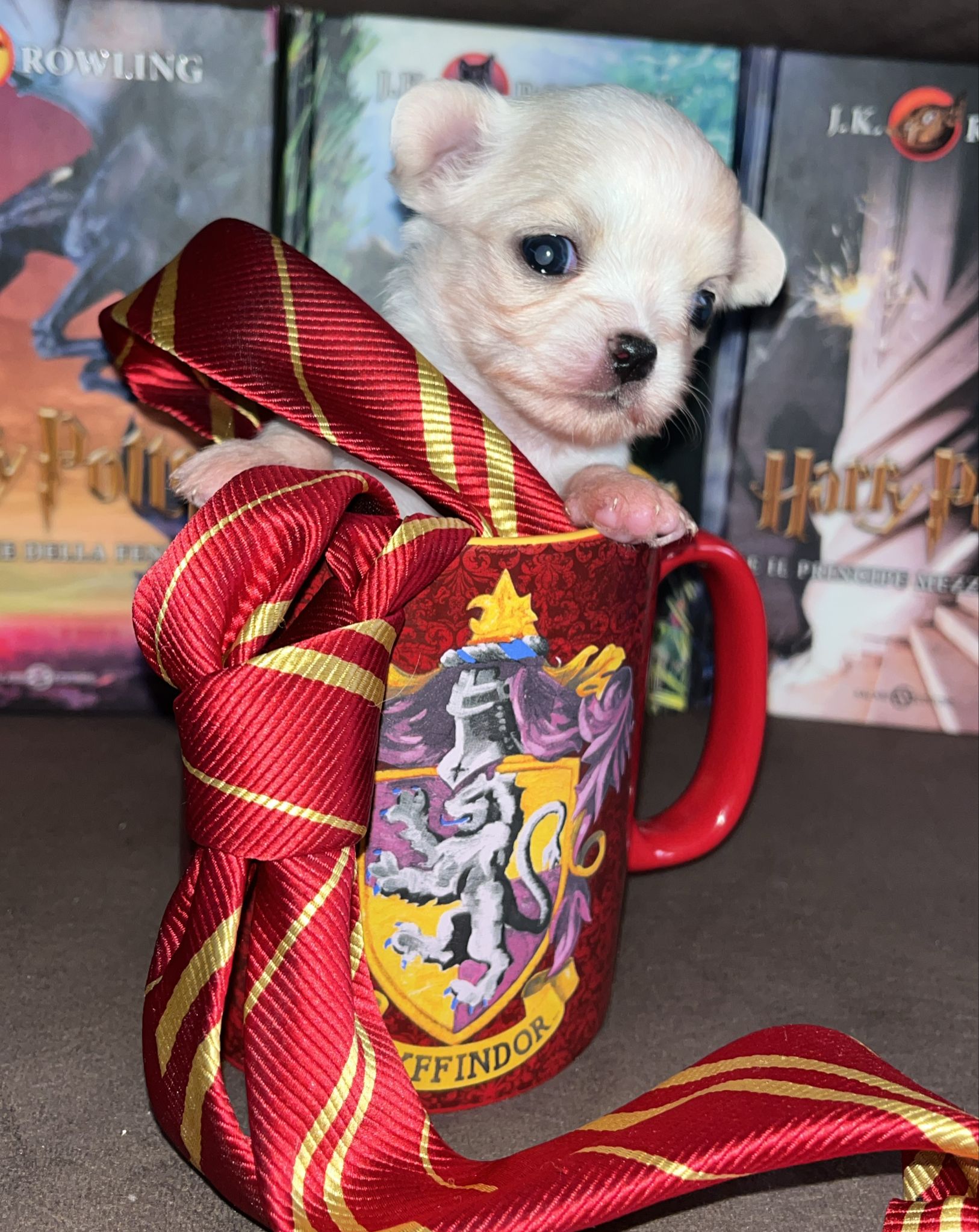 Il Chihuahua Bianco