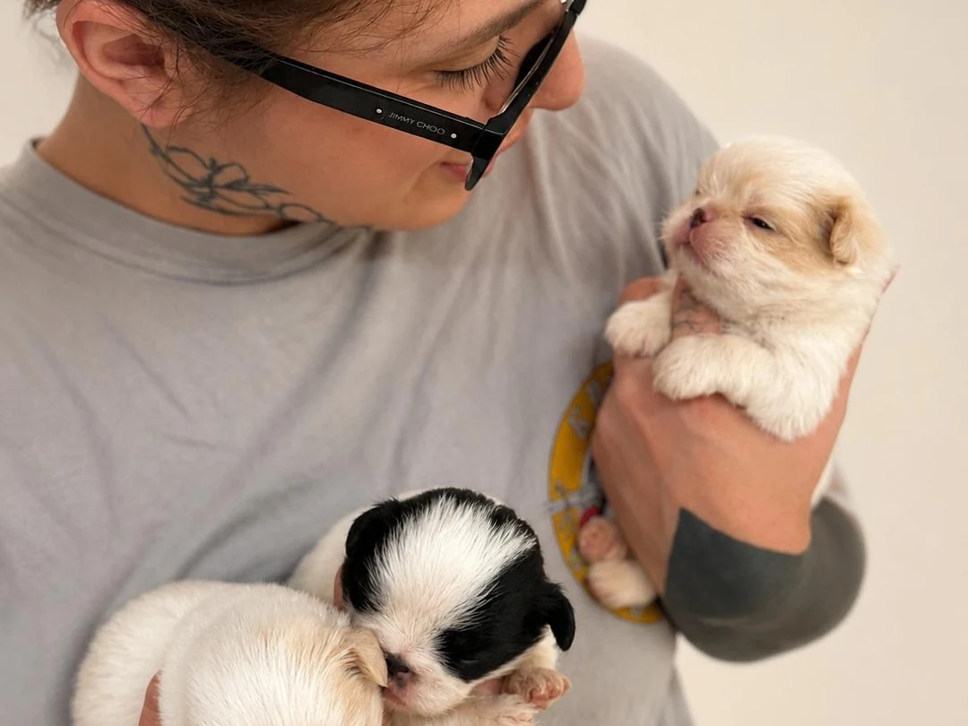 Un'allevatrice tiene con cura tre cuccioli di Chihuahua