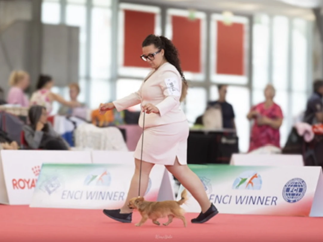 Una handler presenta un Chihuahua durante un'esposizione ENCI