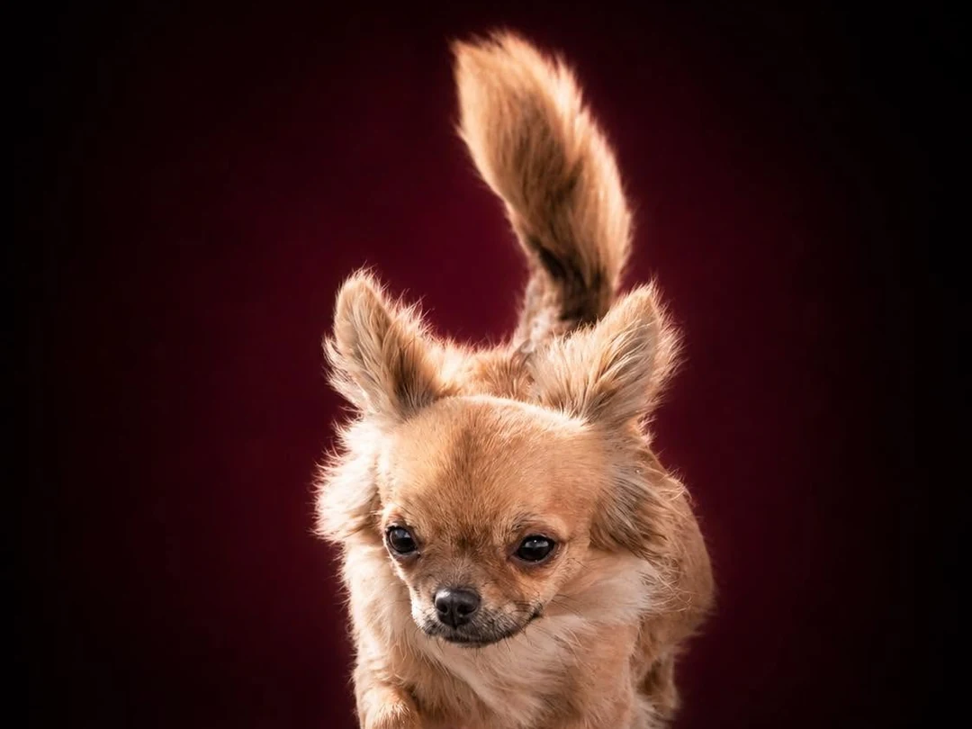 Un giovane Chihuahua a pelo lungo corre verso l'obiettivo